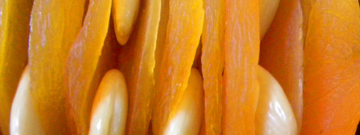 Apricot Filled with Almonds bn