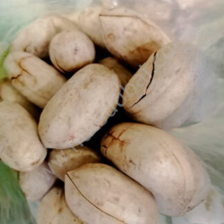 Macadamia Nuts In Shell Bulk