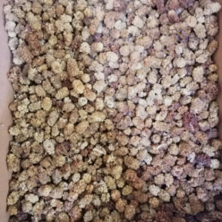 Mulberries Dried Bulk